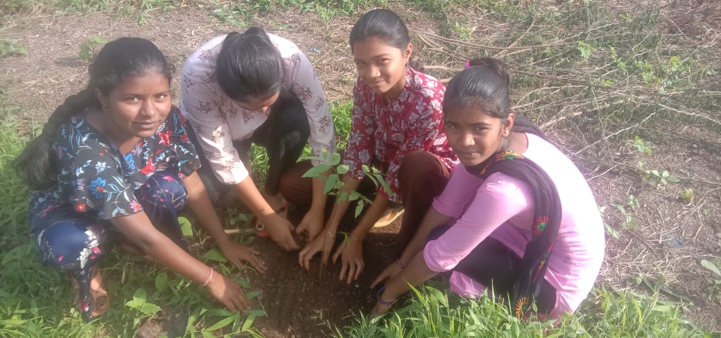 Tree Plantation